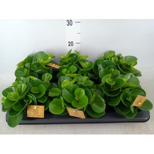 Peperomia obt. 'Green Gold'