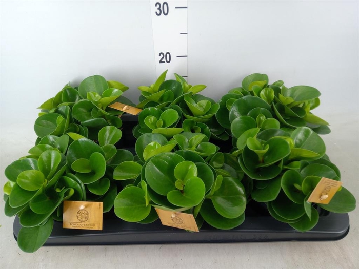 <h4>Peperomia obt. 'Green Gold'</h4>