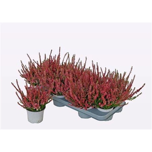 Callu Wibos Rot