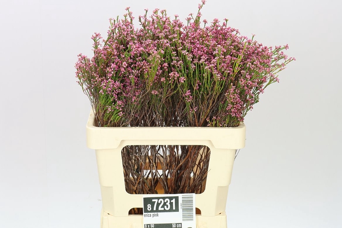 <h4>Erica Pink</h4>