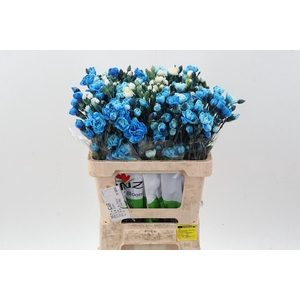 Di Tr Tinted Blue Monday