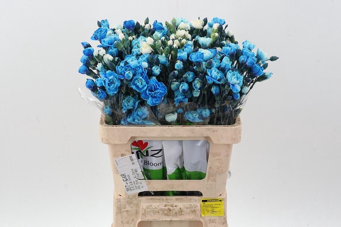 <h4>Di Tr Tinted Blue Monday</h4>