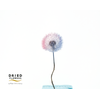 Dried Bleached Dandelion Regular Pink