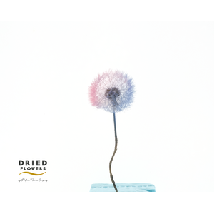 Dried Bleached Dandelion Regular Pink