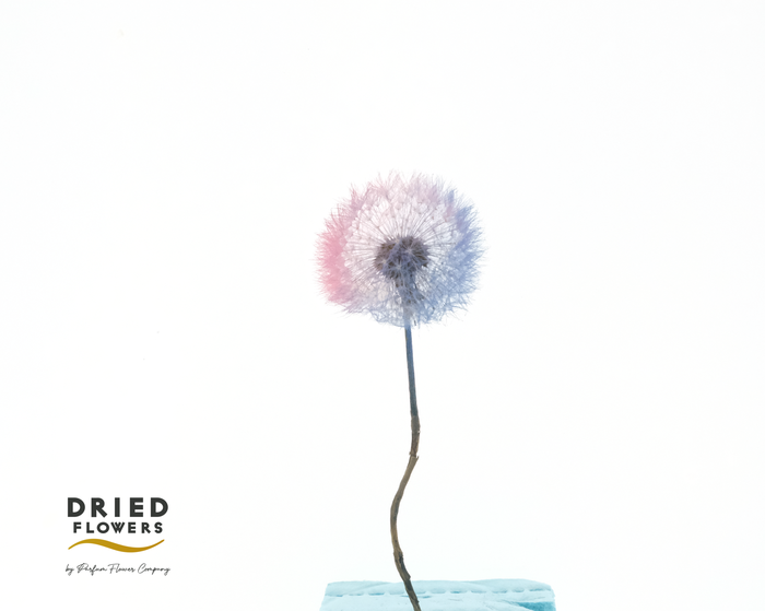 <h4>Dried Bleached Dandelion Regular Pink</h4>