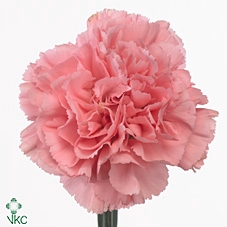 <h4>Di St P. Betsy</h4>