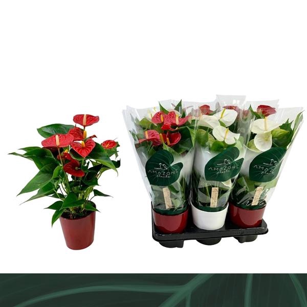<h4>Anthurium Andreanum Grp overig</h4>