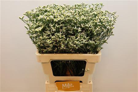 <h4>Lim Sin China White</h4>