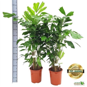 Caryota mitis 24Ø 130cm