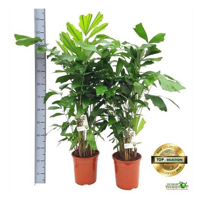 <h4>Caryota mitis 24Ø 130cm</h4>