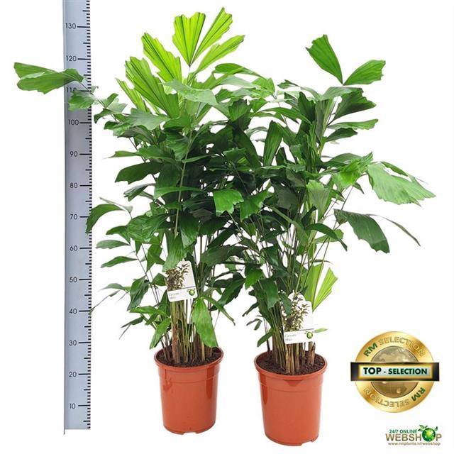 Caryota mitis 24Ø 130cm
