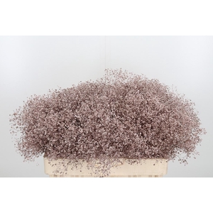 Gyps Kl Bh Champagne