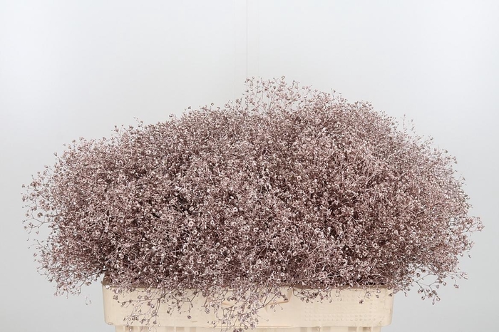 <h4>Gyps Kl Bh Champagne</h4>