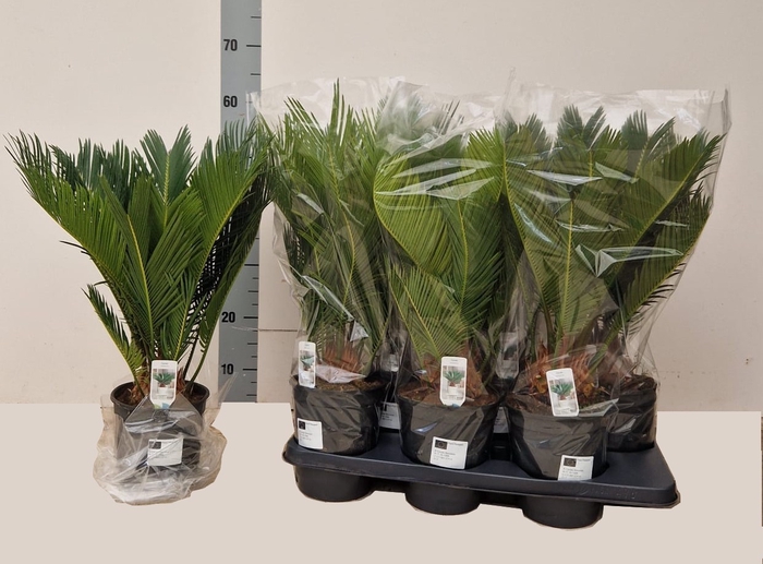 <h4>CYCAS REVOLUTA</h4>