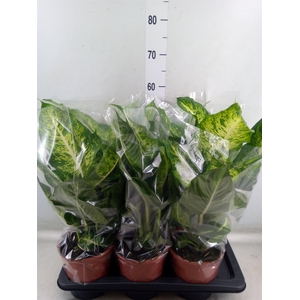 Dieffenbachia  'Mars'