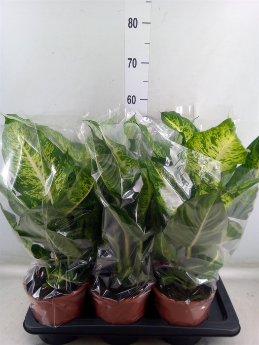 <h4>Dieffenbachia  'Mars'</h4>