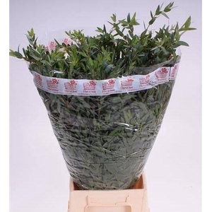 EUC PARVIFOLIA BUND 200gr