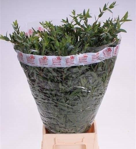 <h4>EUC PARVIFOLIA BUND 200gr</h4>