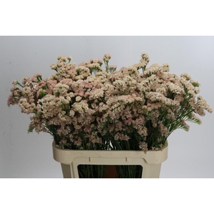 Limonium sinuatum Lucia Apricot+