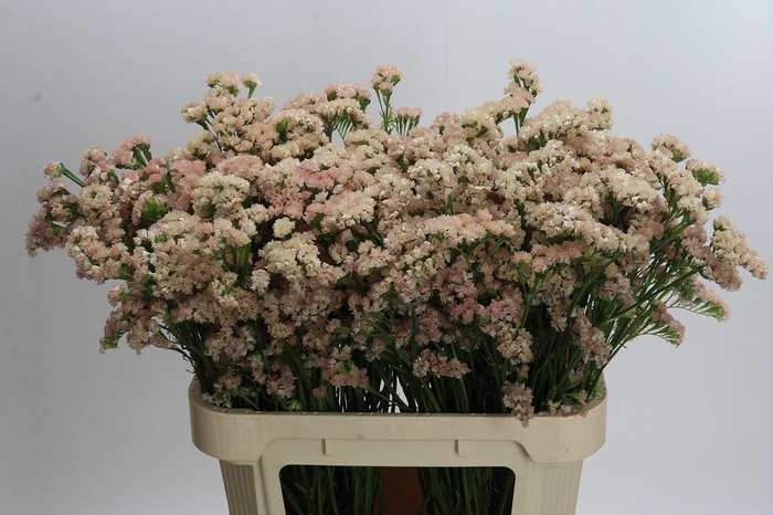 <h4>Limonium sinuatum Lucia Apricot+</h4>