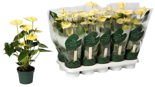 <h4>ANTHU AN VANILLA</h4>