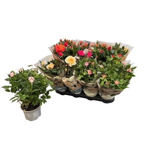 RO KORDANA GEM 5 SRT