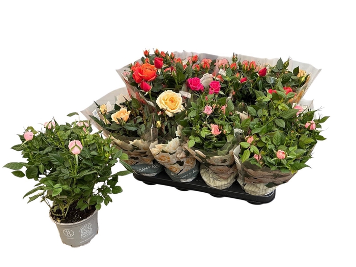 <h4>RO KORDANA GEM 5 SRT</h4>