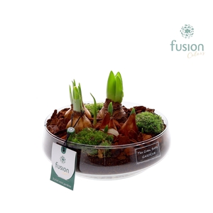 Green Bottle Iris Medium met Bollen mix