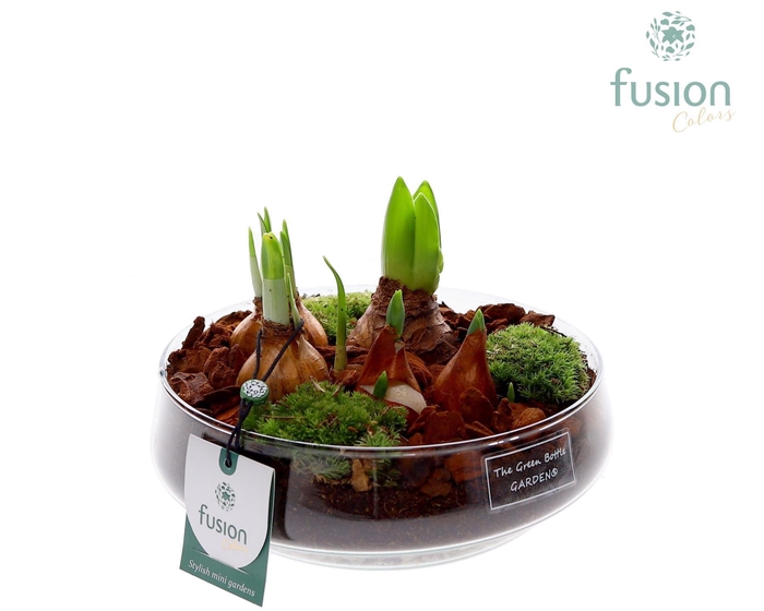 <h4>Green Bottle Iris Medium met Bollen mix</h4>