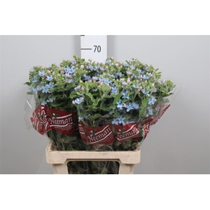 Oxy Co Tan Pure Blu