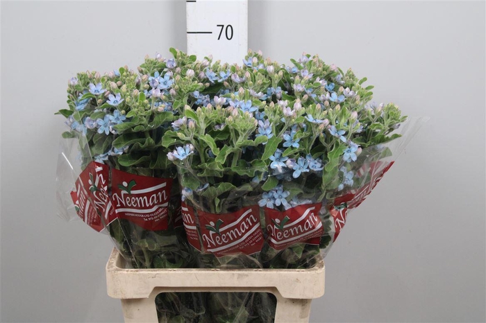 <h4>Oxy Co Tan Pure Blu</h4>