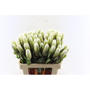 Protea Mundi White