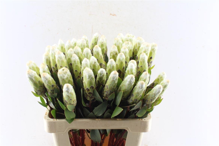 <h4>Protea Mundi White</h4>