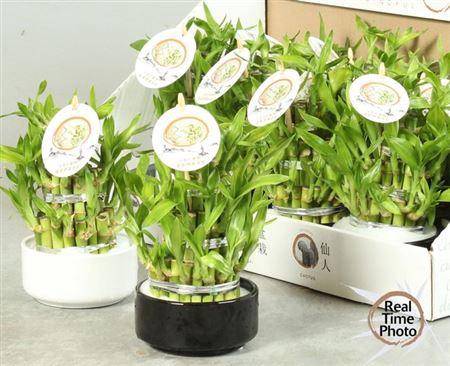 <h4>Dra Lucky Bamboo</h4>