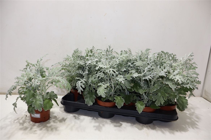<h4>Jacobaea Maritima</h4>