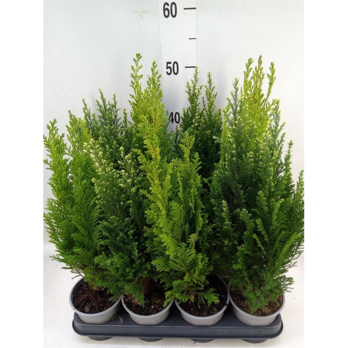 <h4>Conifers   ...mix</h4>