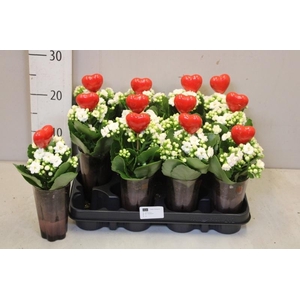 ARR KALANCHOE