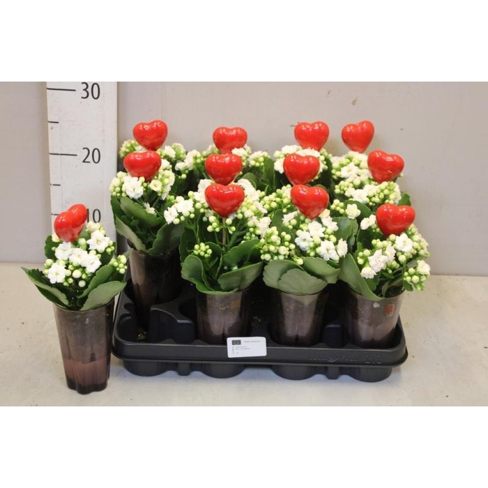 <h4>ARR KALANCHOE</h4>