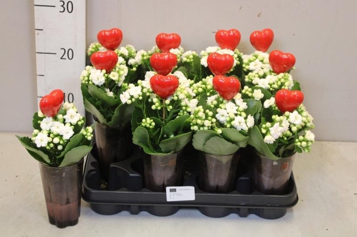 ARR KALANCHOE