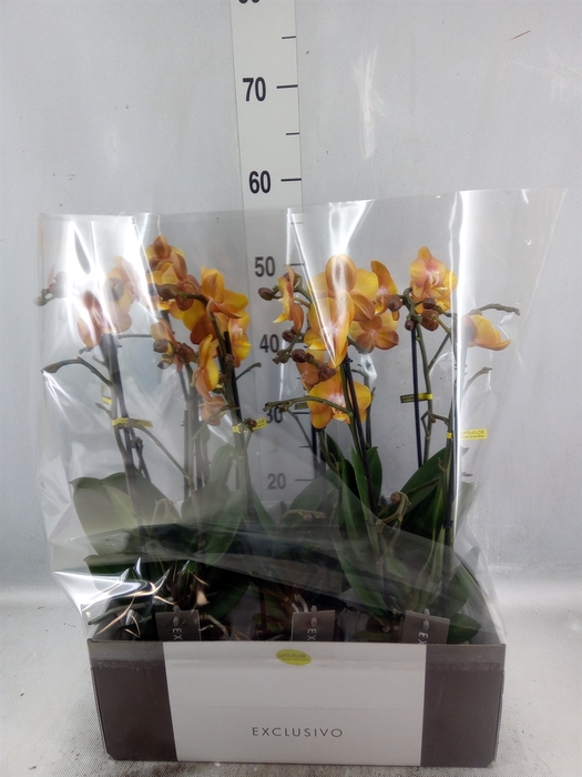 <h4>Phalaenopsis multi. 'Ant Las Vegas'</h4>