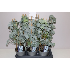 Eucalyptus Cinerea Piramide