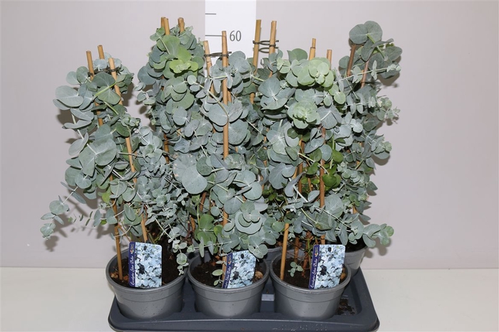 <h4>Eucalyptus Cinerea Piramide</h4>