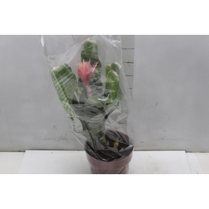 AECHMEA FASCIATA P17