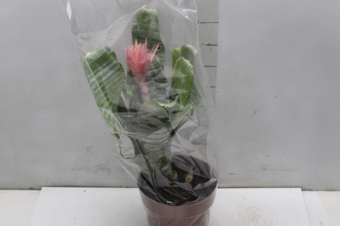 <h4>AECHMEA FASCIATA P17</h4>