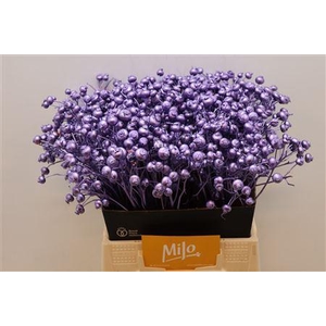 Rosa Klb Milka Metallic