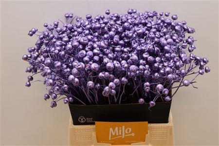 <h4>Rosa Klb Milka Metallic</h4>