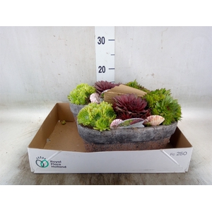 Arr.  Sempervivum L%