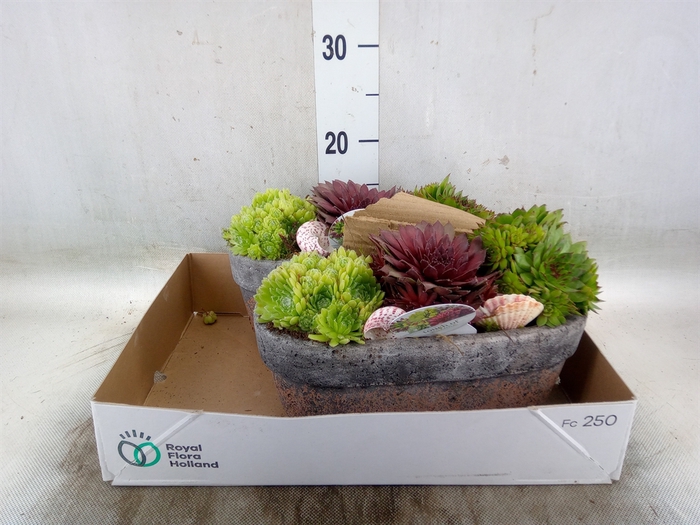<h4>Arr.  Sempervivum L%</h4>