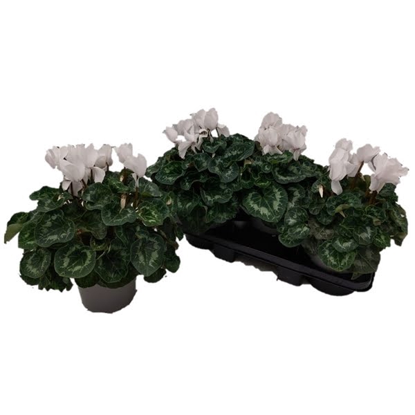 <h4>Cyclamen Mammoth White</h4>