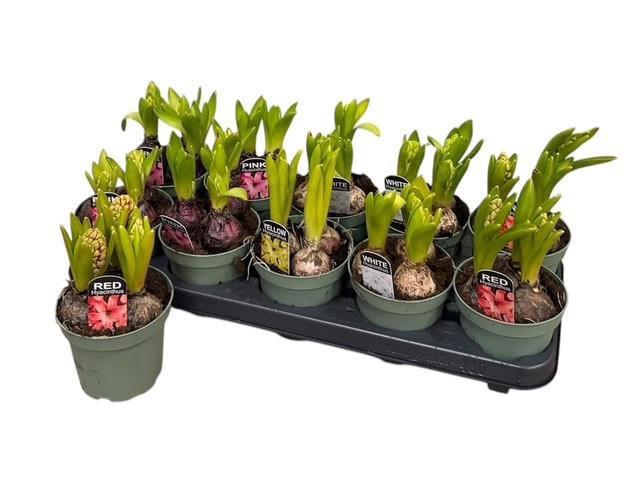 <h4>HYACIN ORIENTAL GEM</h4>